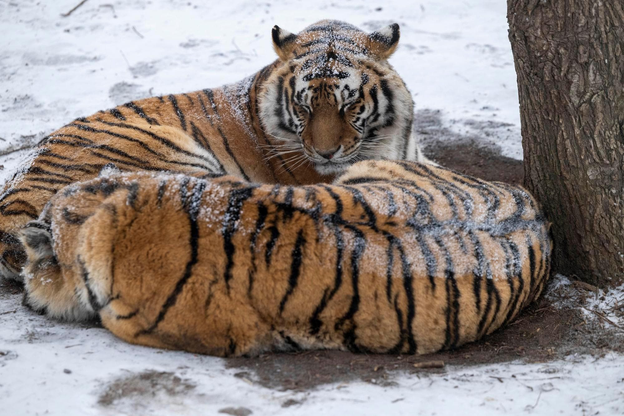 เสือโคร่งไซบีเรีย' ตัวอวบขนปุย ใช้ชีวิตกลางหิมะในฮาร์บิน