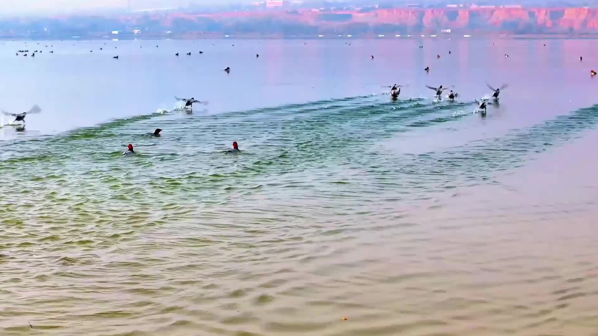 แม่น้ำเหลืองในชิงไห่ต้อนรับ 'นกอพยพ' นานาชนิด