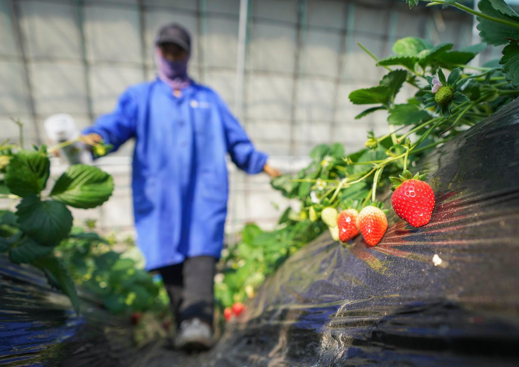 ลัดเลาะโรงเรือนปลูก 'สตรอว์เบอร์รี' ลูกโตในเหลียวหนิง