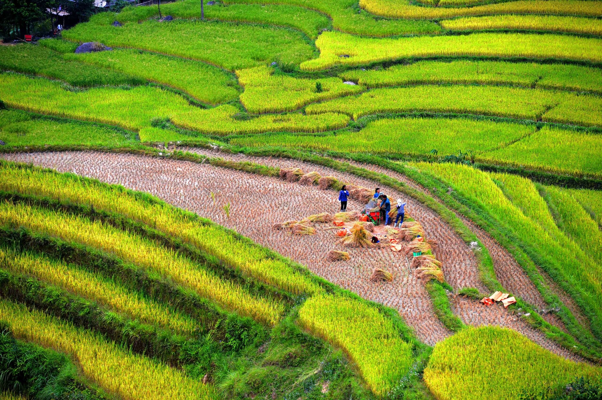 เวียดนามคาด 'ส่งออกข้าว' ปี 2026 ทะลุ 7.7 ล้านตัน