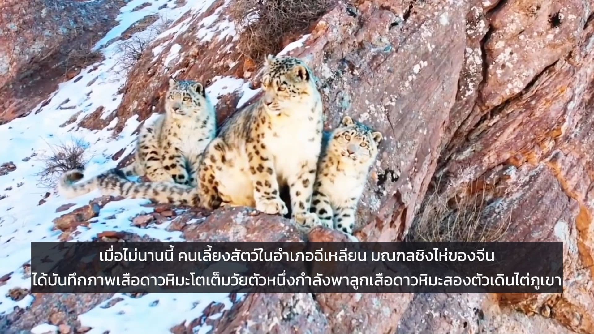 เสือดาวหิมะพาลูกน้อยไต่ภูเขา อวดความน่ารักอบอุ่นในชิงไห่