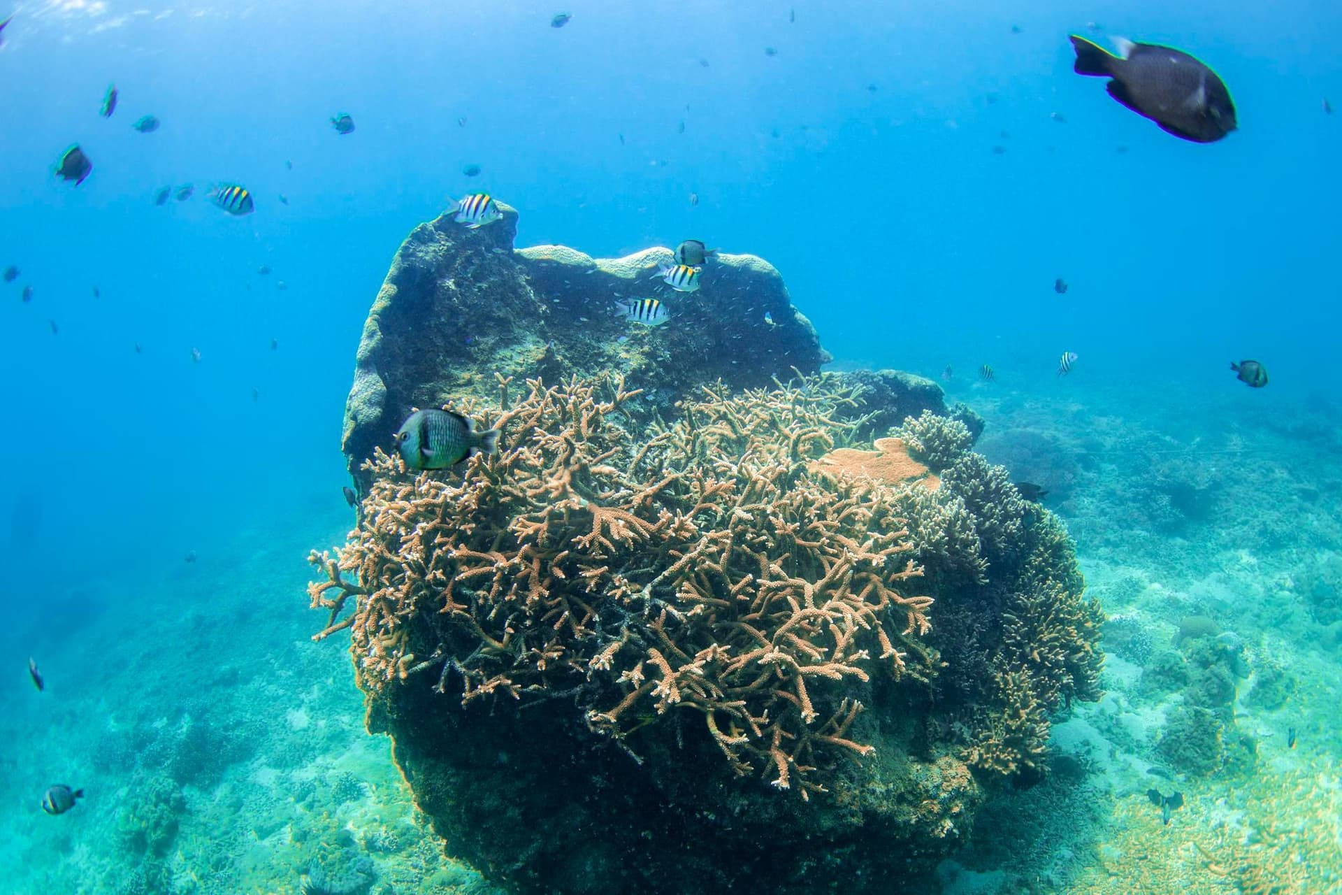 ศึกษาพบ 'แนวปะการัง' คุมจังหวะชีวิตประจำวันของ 'จุลินทรีย์' ในมหาสมุทร