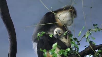 สวนสัตว์ในกว่างตงเพาะพันธุ์ 'ค่างสามสี' ใกล้สูญพันธุ์ตัวแรกสำเร็จ