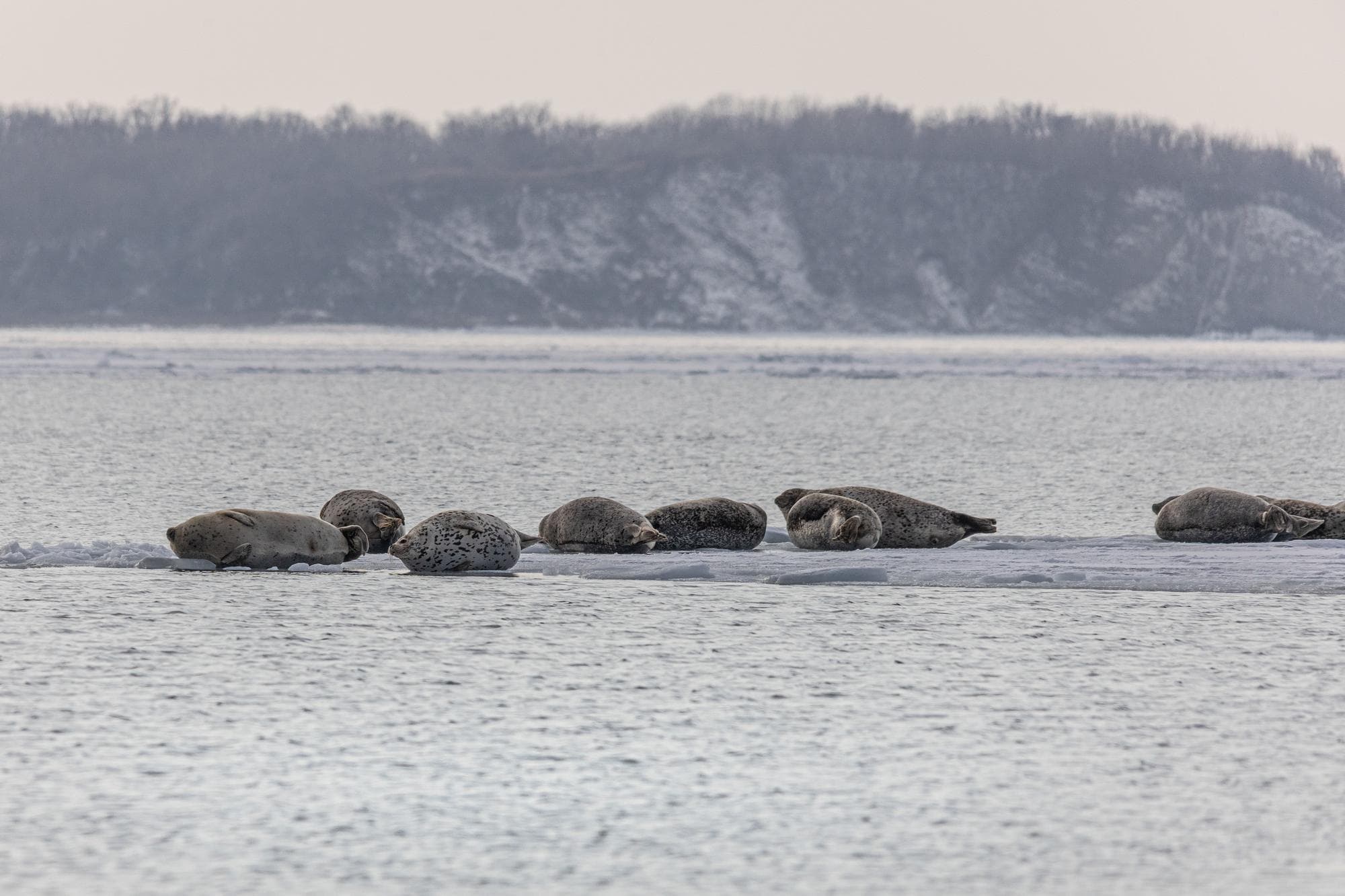 น่ารัก! แมวน้ำอ้วนกลมนอนแผ่บนแผ่นน้ำแข็งในรัสเซีย