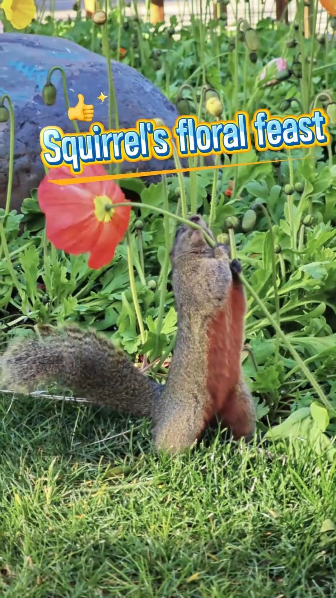 กระรอกน้อยแทะกินดอกไม้ ของว่างสีสวยในคุนหมิง