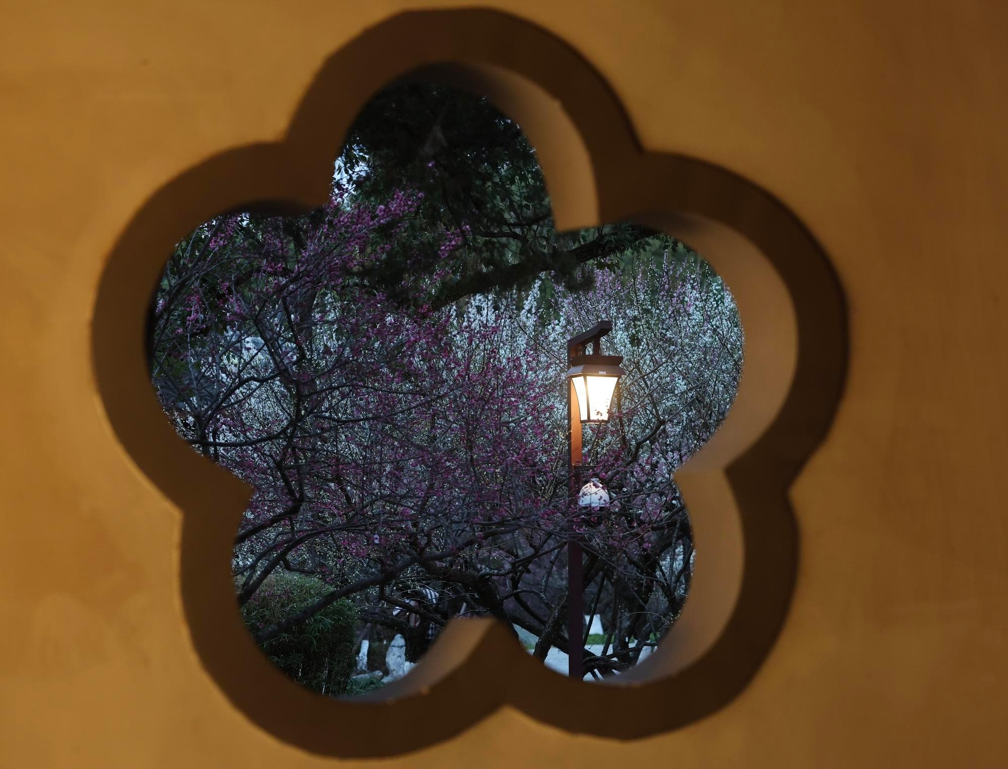 ดงดอกเหมยชื่อดังในหางโจวเปิดทัวร์พิเศษยามราตรี