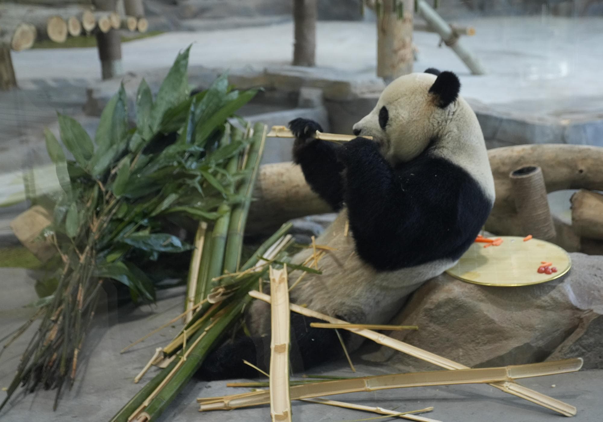 สองแพนด้ายักษ์ออกโชว์ตัว เติมสุขรับตรุษจีนในซินเจียง