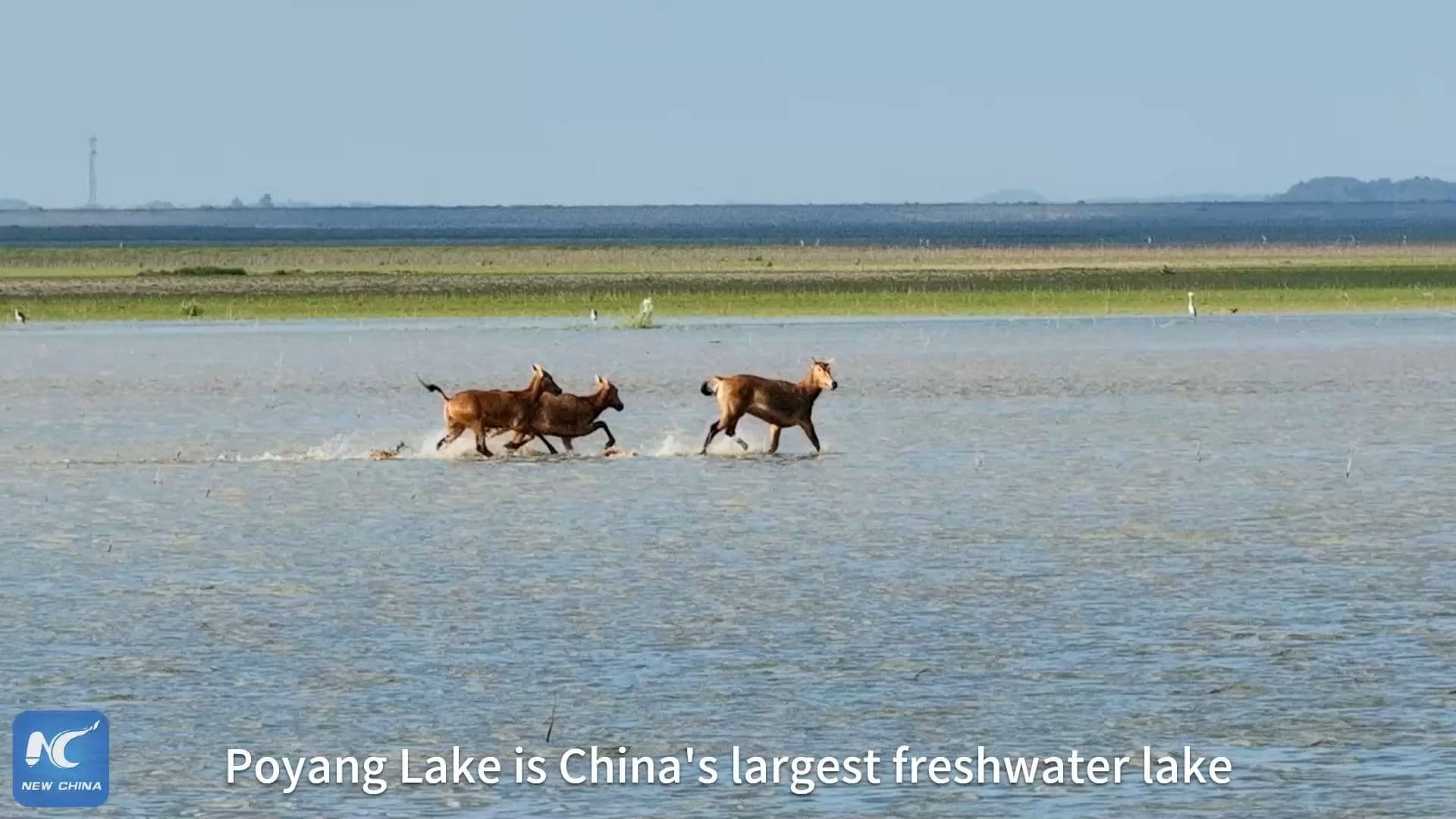 ‘ฝูงกวางหมีลู่’ หวนเยือนทะเลสาบโผหยาง ภาพสะท้อนความสำเร็จงานอนุรักษ์