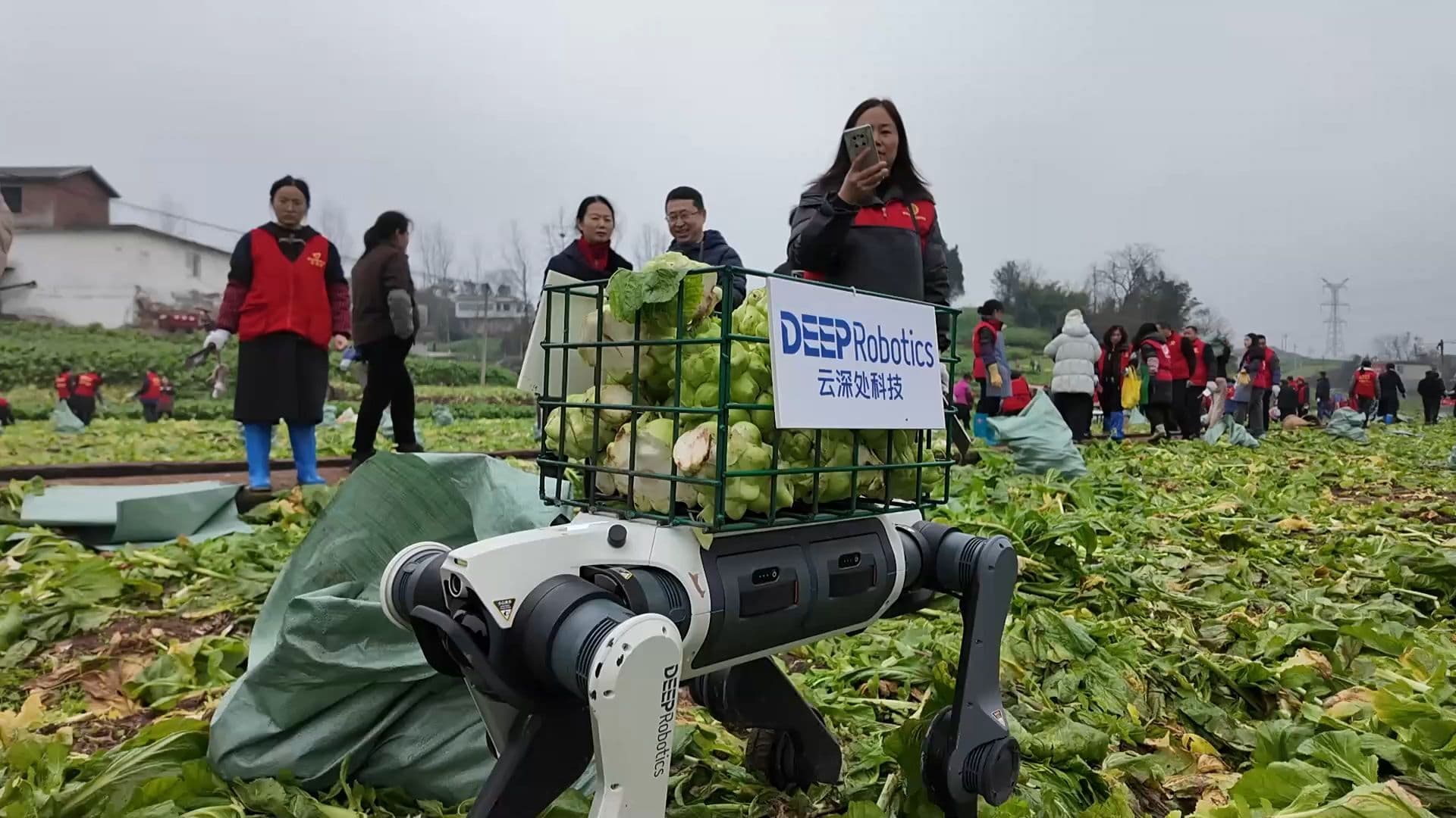 แรงดีไม่มีตก ‘หุ่นยนต์สุนัข’ บุกช่วยชาวสวนจีนเก็บผัก