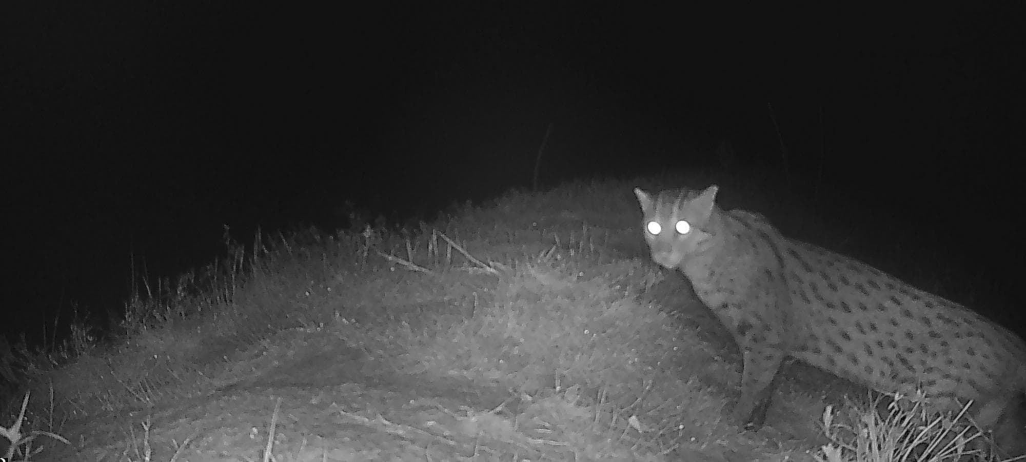 นักอนุรักษ์ยืนยันพบเจอ ‘เสือปลา’ นักล่าว่ายน้ำเก่งในกัมพูชา