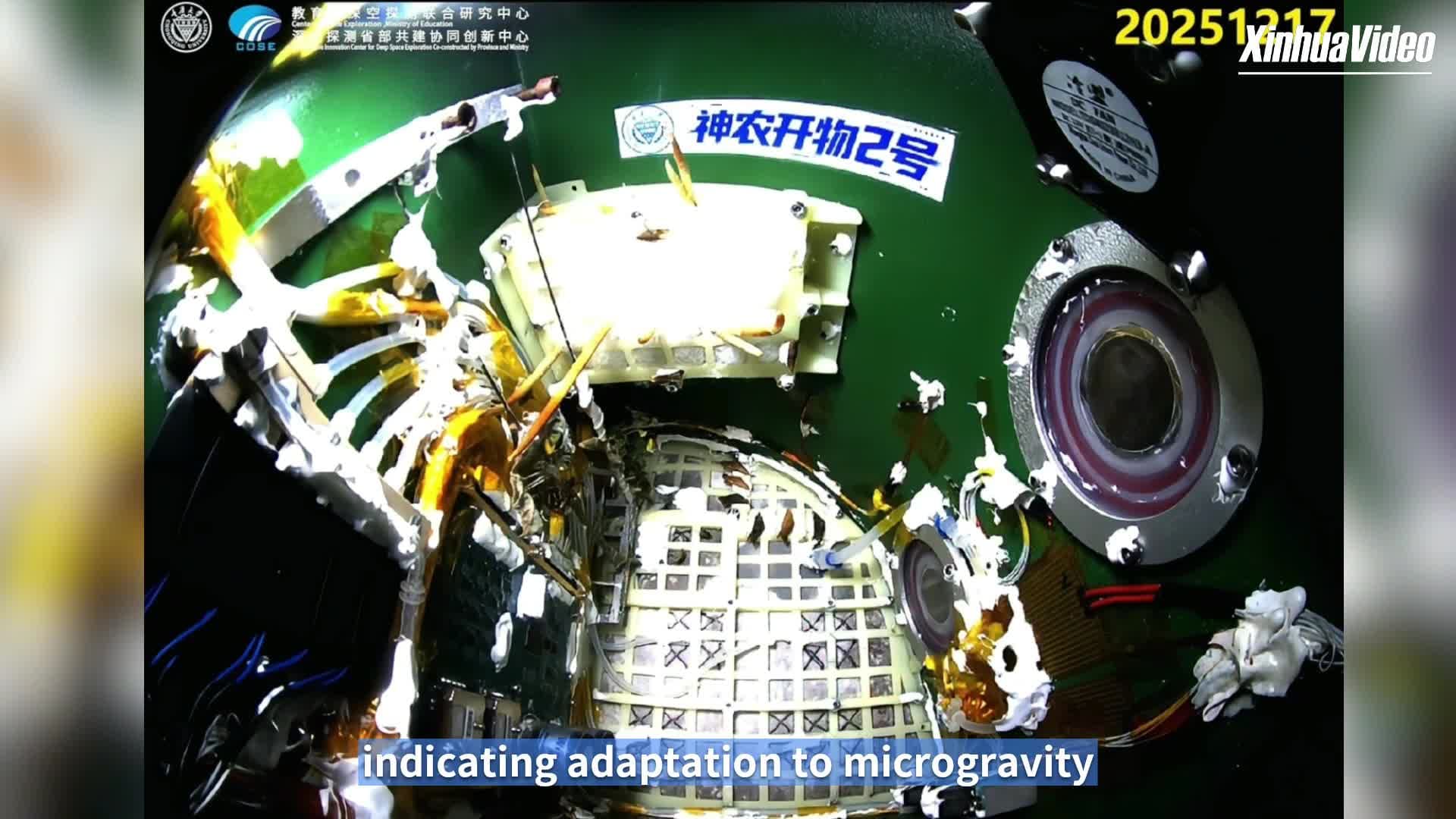 จีนฟัก ‘ผีเสื้อ’ ออกจากดักแด้ในอวกาศ ปูทางวิจัยสิ่งมีชีวิตอยู่รอดในภาวะไร้แรงโน้มถ่วง