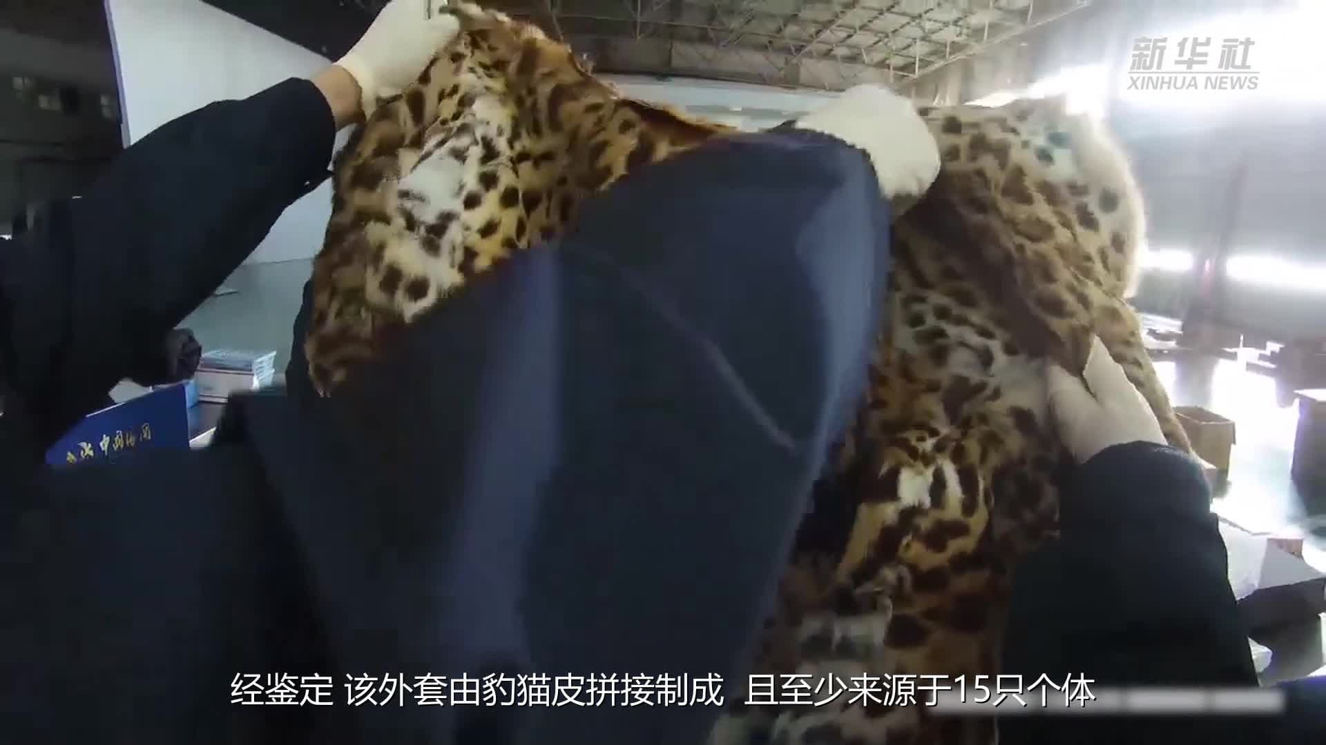 ศุลกากรสนามบินปักกิ่งยึด ‘เสื้อคลุมลายเสือ’ คาดคร่าชีวิตแมวดาว 15 ตัว