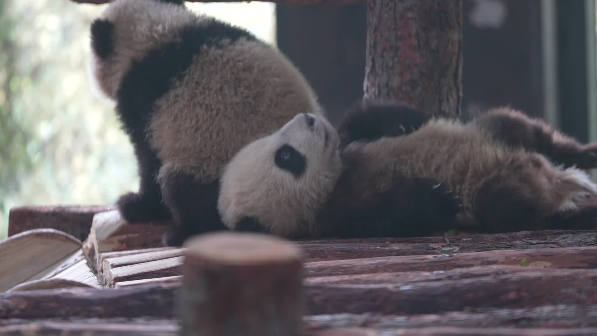 สวนสัตว์เซี่ยงไฮ้เผยโฉม ‘แพนด้าแฝด’ ตัวน้อย อวดความน่ารักรับตรุษจีน