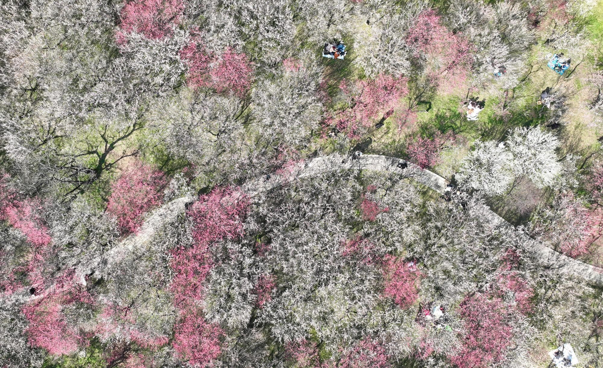 นทท.เยือนดง ‘ดอกเหมย’ บานสะพรั่ง รับตรุษจีนในหางโจว