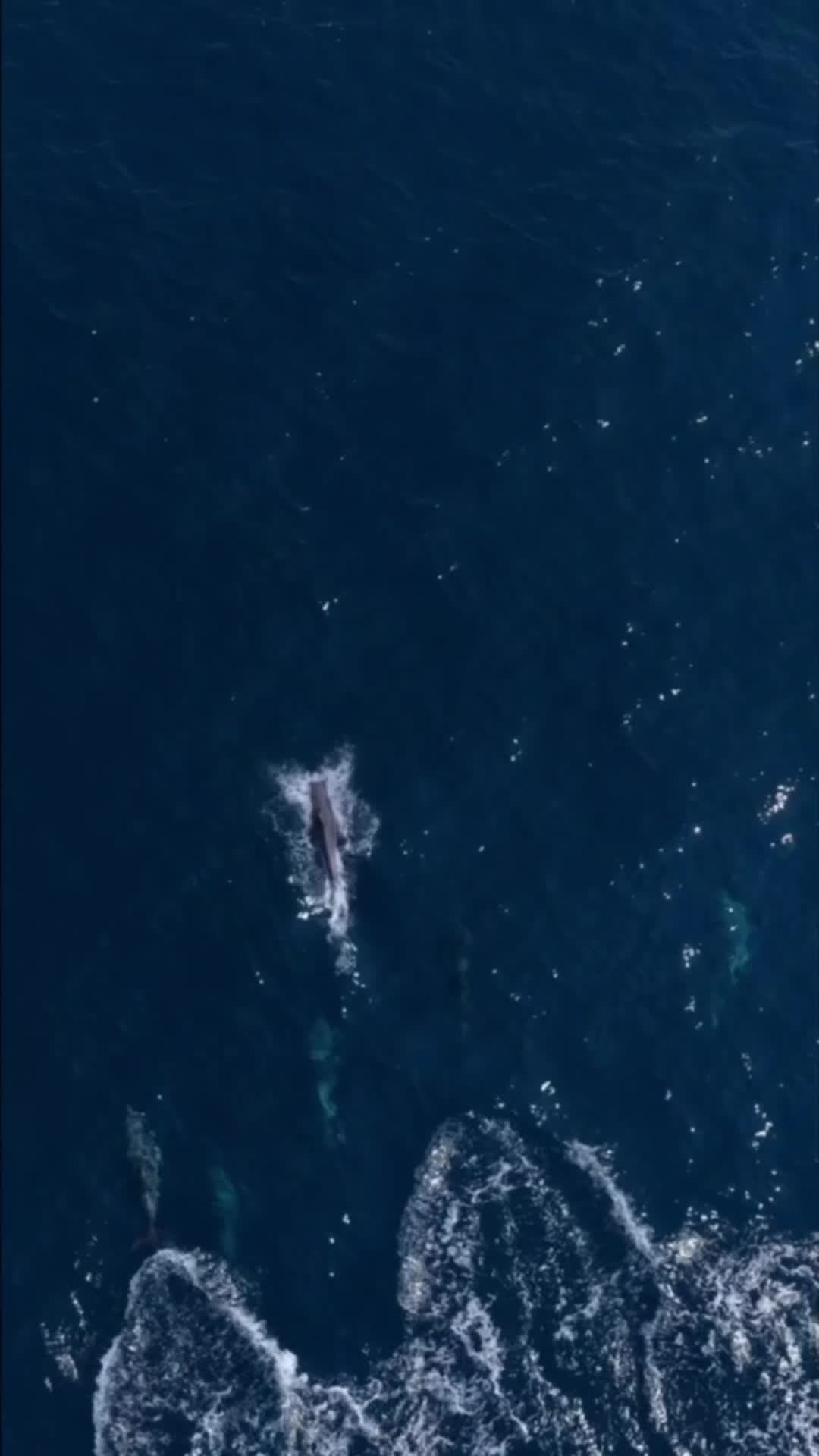 โลมากว่า 10 ตัวดำผุดดำว่าย สนุกสนานกลางทะเลในซานย่า