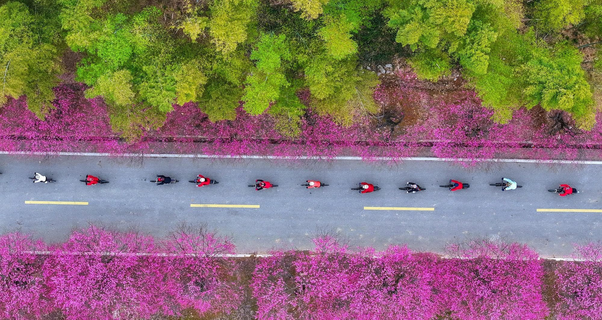 ปั่นจักรยานชม ‘ดอกเหมย’ ชมพูหวาน ดื่มด่ำเสน่ห์ชนบทเจ้อเจียง