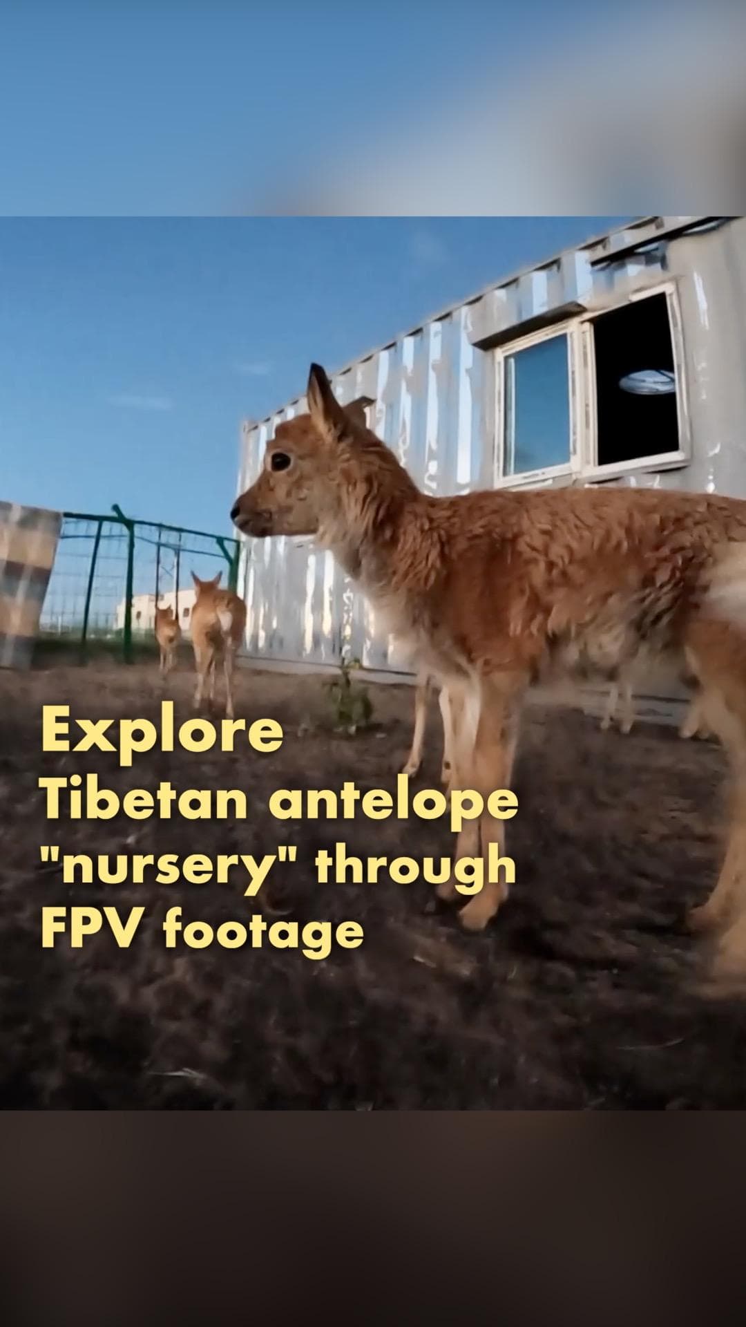 ท่อง ‘สถานอนุบาล’ แอนทิโลปทิเบต ผ่านสายตาเจ้าตัวเล็กในชิงไห่