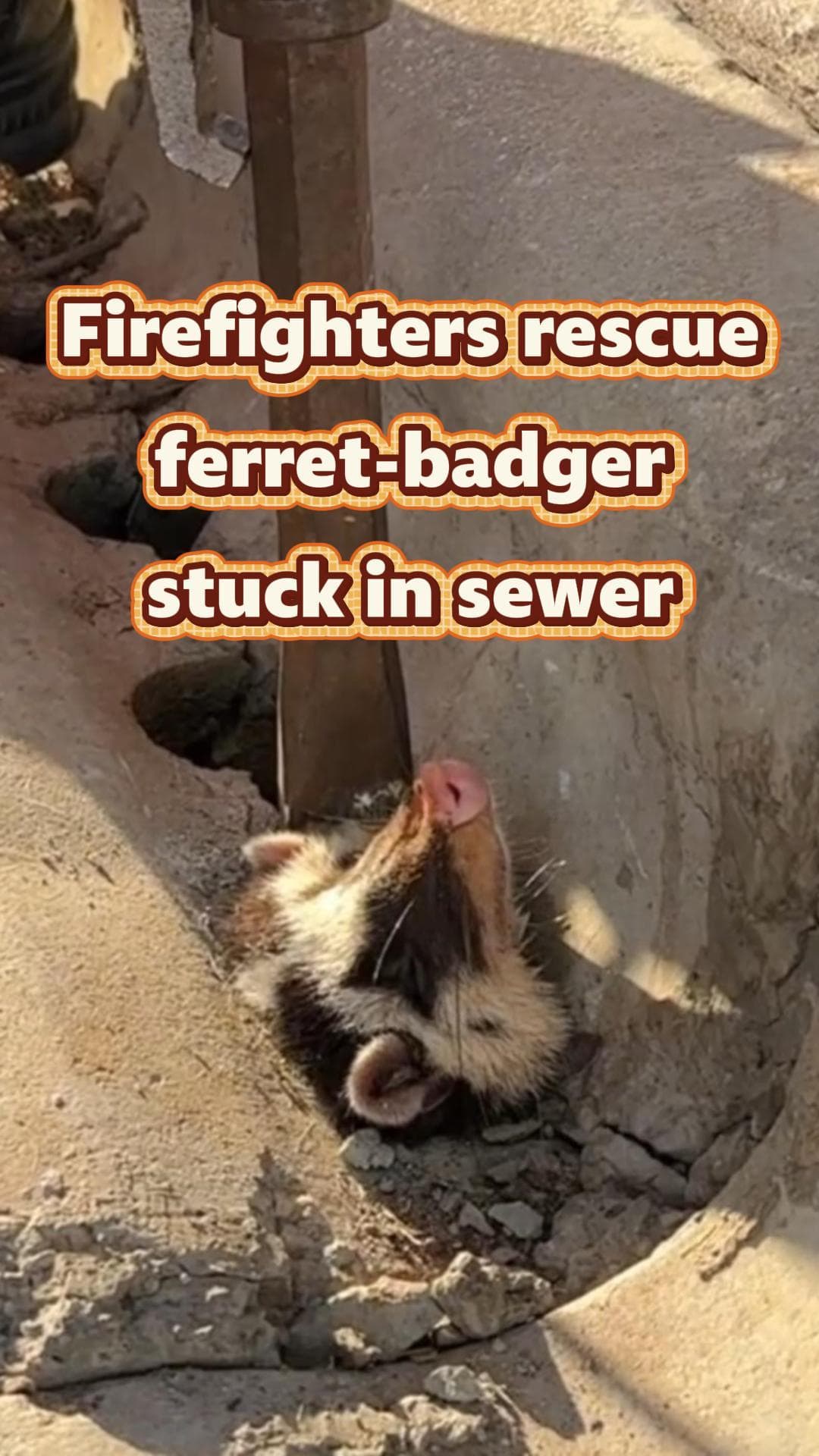 กู้ภัยช่วย ‘หมาหริ่ง’ ติดปากท่อในยูนนาน ก่อนมุดหนีหายปุ๊บปั๊บ