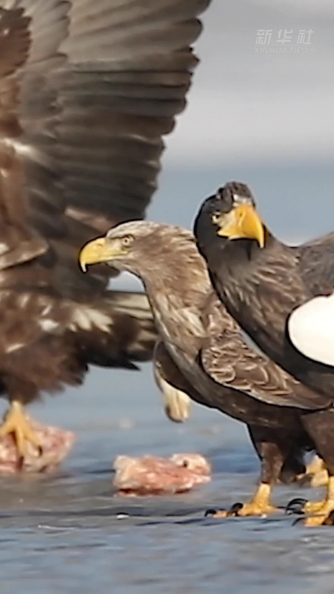 ส่องฝูงนกนักล่า ‘อินทรี’ หายากจับซากเหยื่อในจี๋หลิน