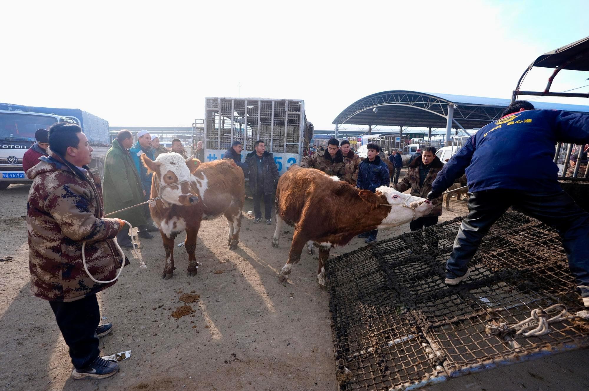 ส่องตลาดปศุสัตว์ในหนิงเซี่ย ซื้อขายวัวหลายแสนตัวต่อปี