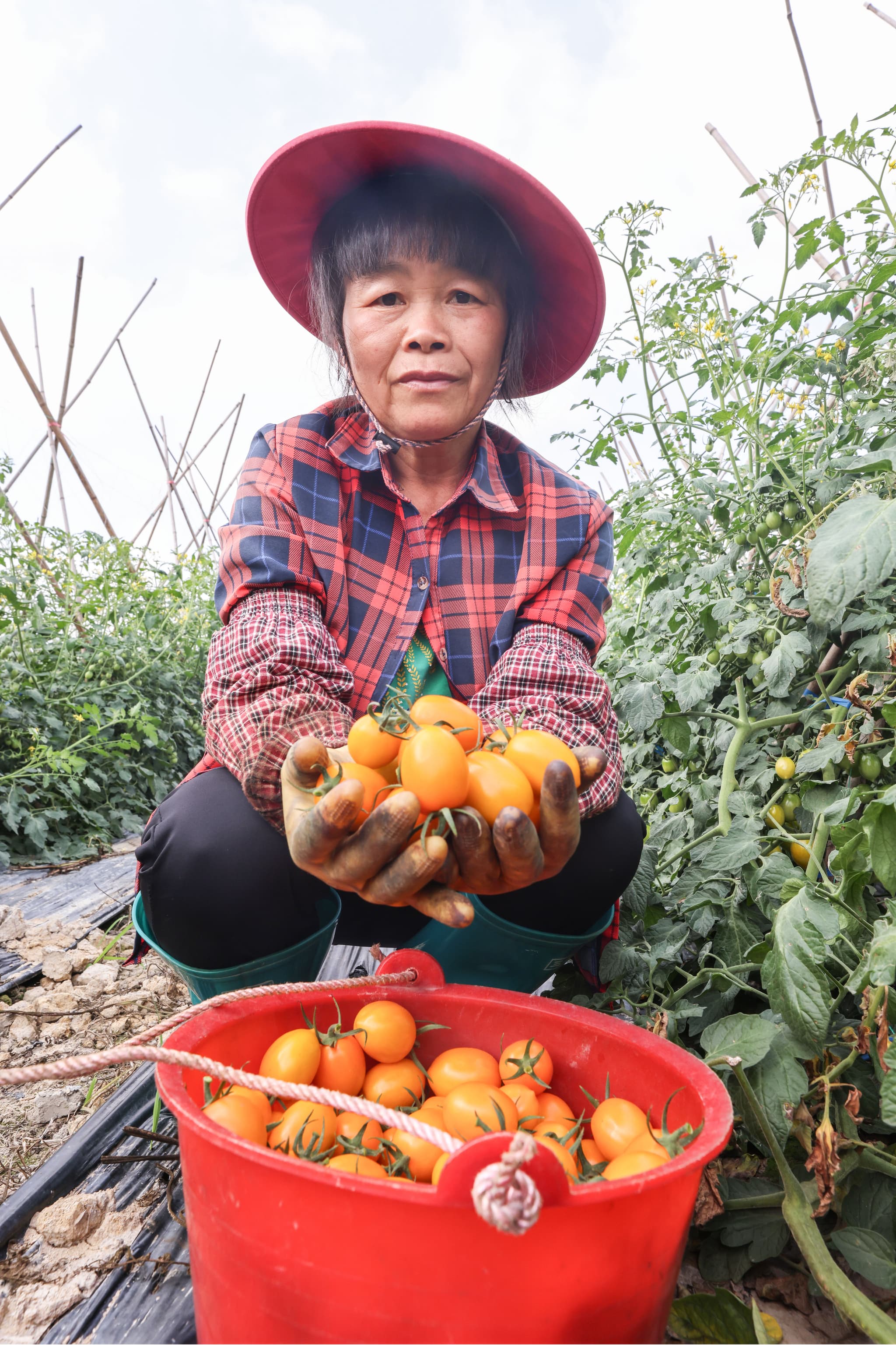 เกษตรกรลุยงานเก็บ ‘มะเขือเทศเชอร์รี’ ในไหหลำ