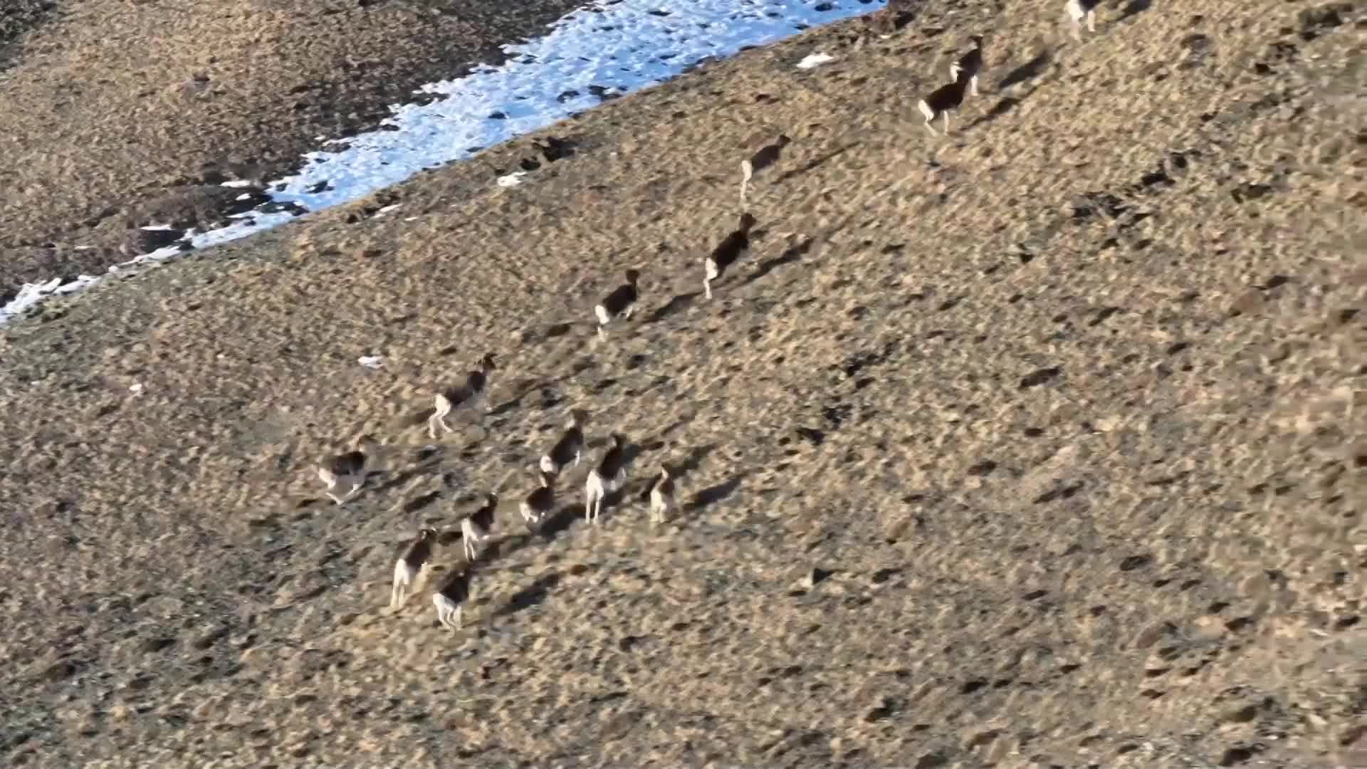 ฝูง ‘แพะภูเขา’ วิ่งไต่หน้าผาข้ามทุ่งหญ้าในซินเจียง