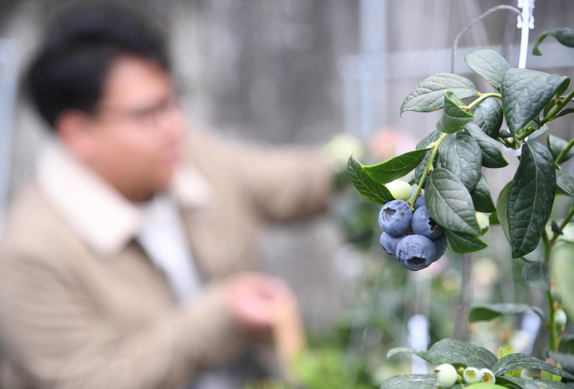 โรงเรือนปลูก ‘บลูเบอร์รี’ ในปักกิ่ง เก็บสด ไลฟ์ขาย เที่ยวชม