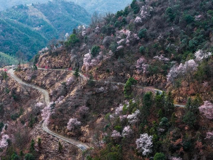 เพลิดเพลิน ‘ดอกซากุระป่า’ บานประดับธรรมชาติในเจ้อเจียง