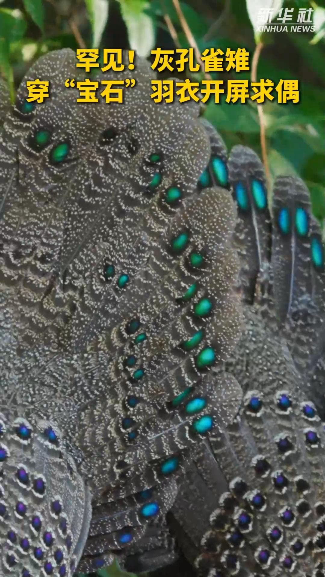 ดวงตาเขียวครามร่ายมนต์ ‘นกแว่นสีเทา’ รำแพนหางเกี้ยวคู่ผสมพันธุ์