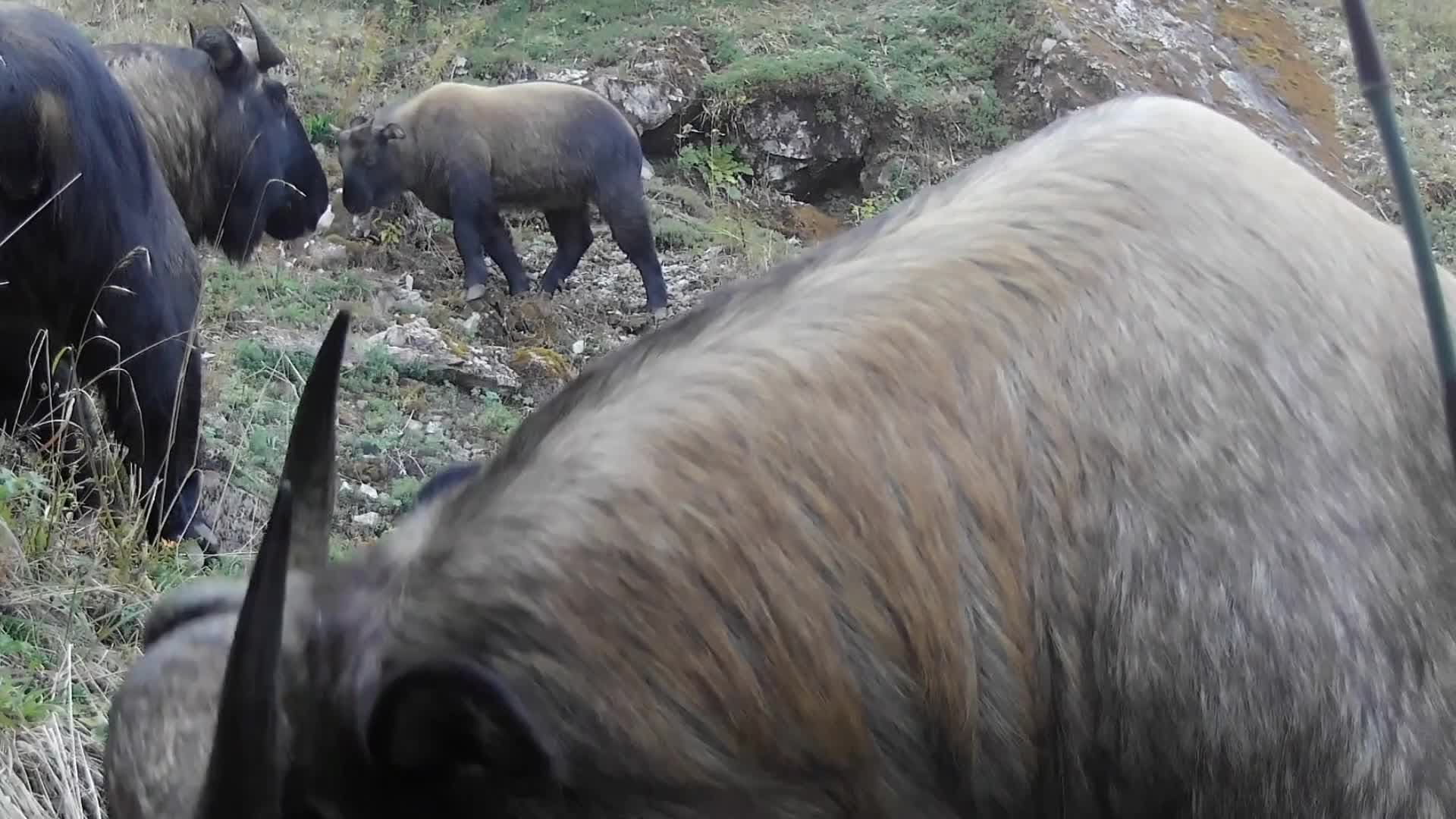 ส่องชีวิตฝูง ‘ทาคิน’ หายากหากินกลางป่าเขาในยูนนาน