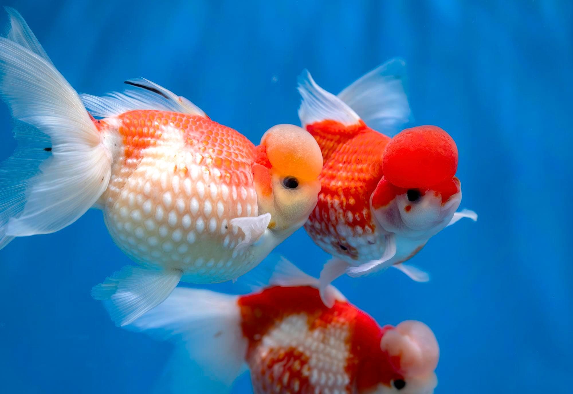 ปลาทองสีสวย แหวกว่ายโชว์ตัวในฝูโจว